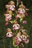 Orchis &times; wulffiana