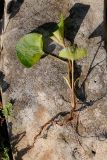 Viola mirabilis. Выкопанное растение. Татарстан, Нижнекамский р-н, окр. дер. Благодатная, лесостепной участок с чередованием степи и перелесков с преобладанием дуба, открытый участок. 14 мая 2016 г.