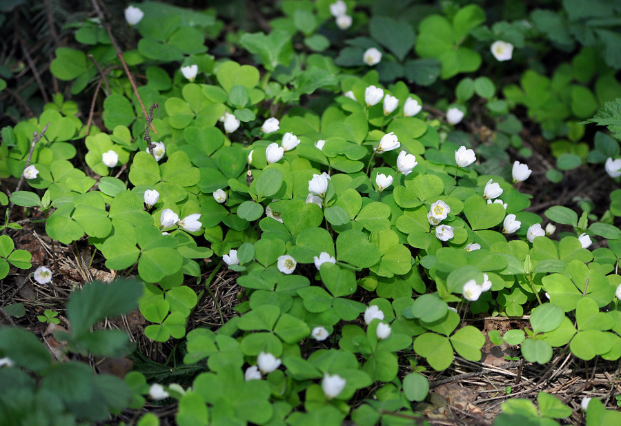 Изображение особи Oxalis acetosella.