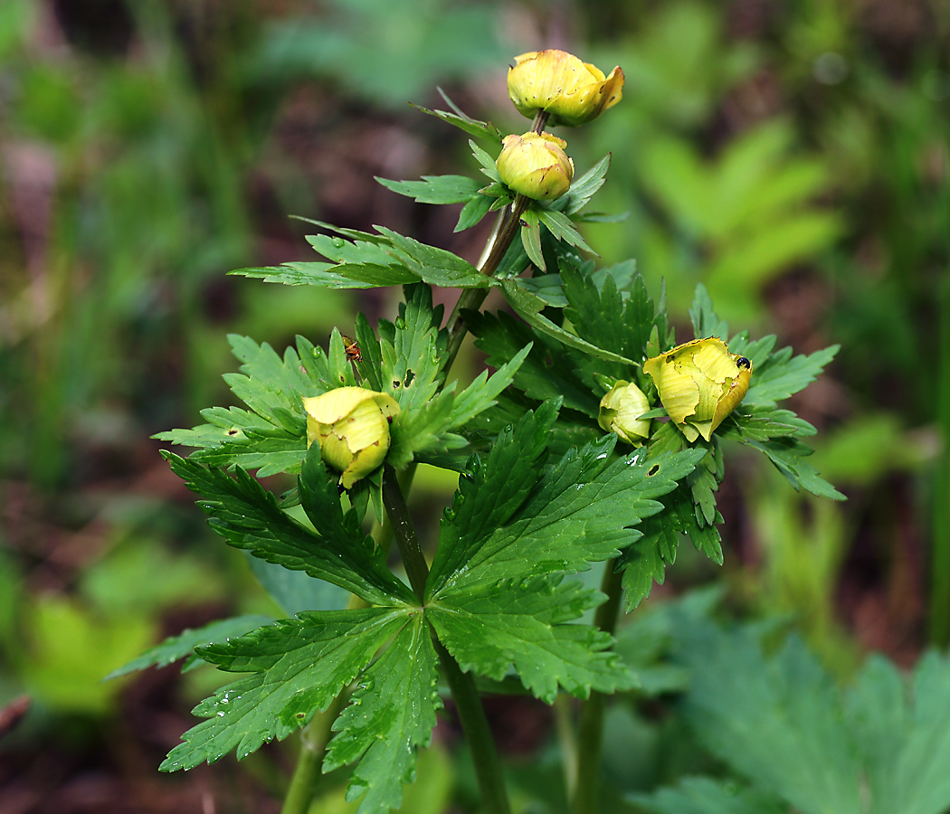 Image of Trollius europaeus specimen.
