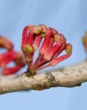 Hakea orthorrhyncha