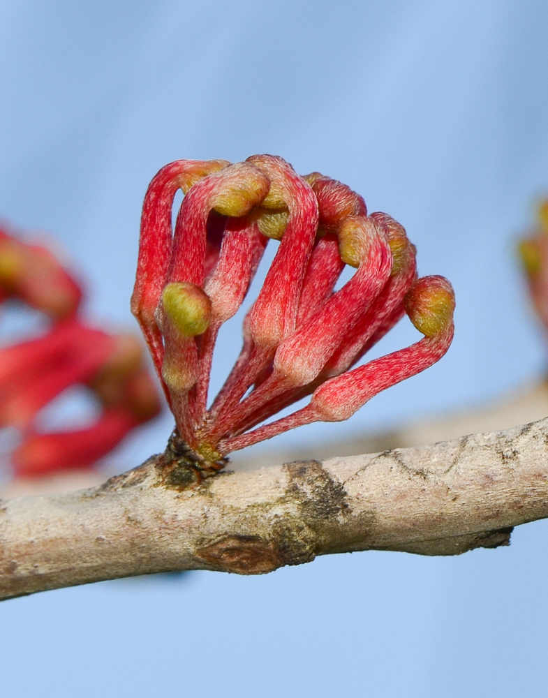 Изображение особи Hakea orthorrhyncha.