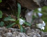 Campanula ciliata