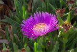 Carpobrotus acinaciformis. Цветок и завязавшиеся плоды. Греция, о. Крит, холмы в южной окр. Ретимно (Ρέθυμνο), обрывистый склон у обочины дороги. 02.05.2014.