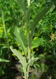 Senecio grandidentatus