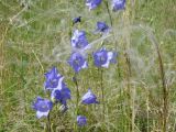 Campanula persicifolia. Верхушки цветущих растений. Ульяновская обл., Инзенский р-н, окр. с. Коржевка, ковыльник из Stipa pennata на открытом склоне с выходами мергелисто-меловых пород. 12 июня 2010 г.