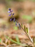 Polygala amarella. Соцветие. Псковская обл., Печорский р-н, восточный склон Изборско-Мальской долины близ южной оконечности Мальского озера, молодой сосняк по гари на карболитозёме. 29.05.2016.