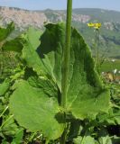 Doronicum macrophyllum