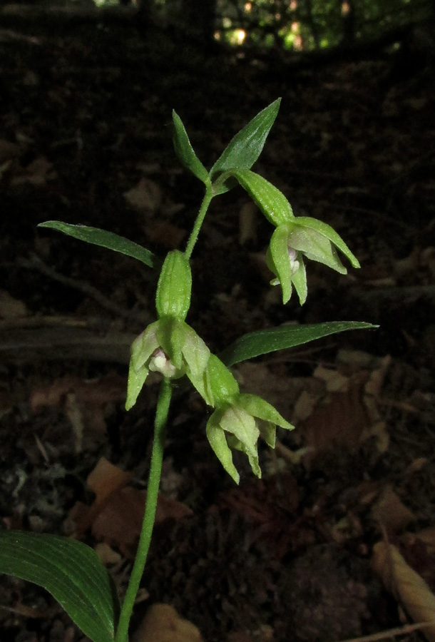 Image of Epipactis persica specimen.