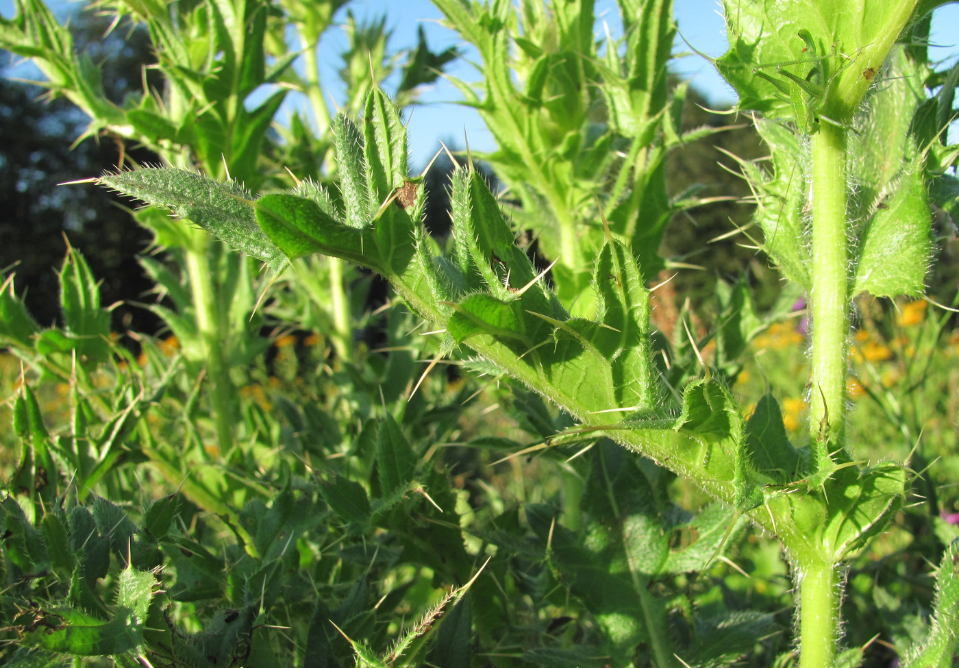 Image of Cirsium pugnax specimen.