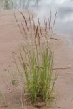 Agrostis gigantea