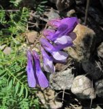 Vicia sosnowskyi