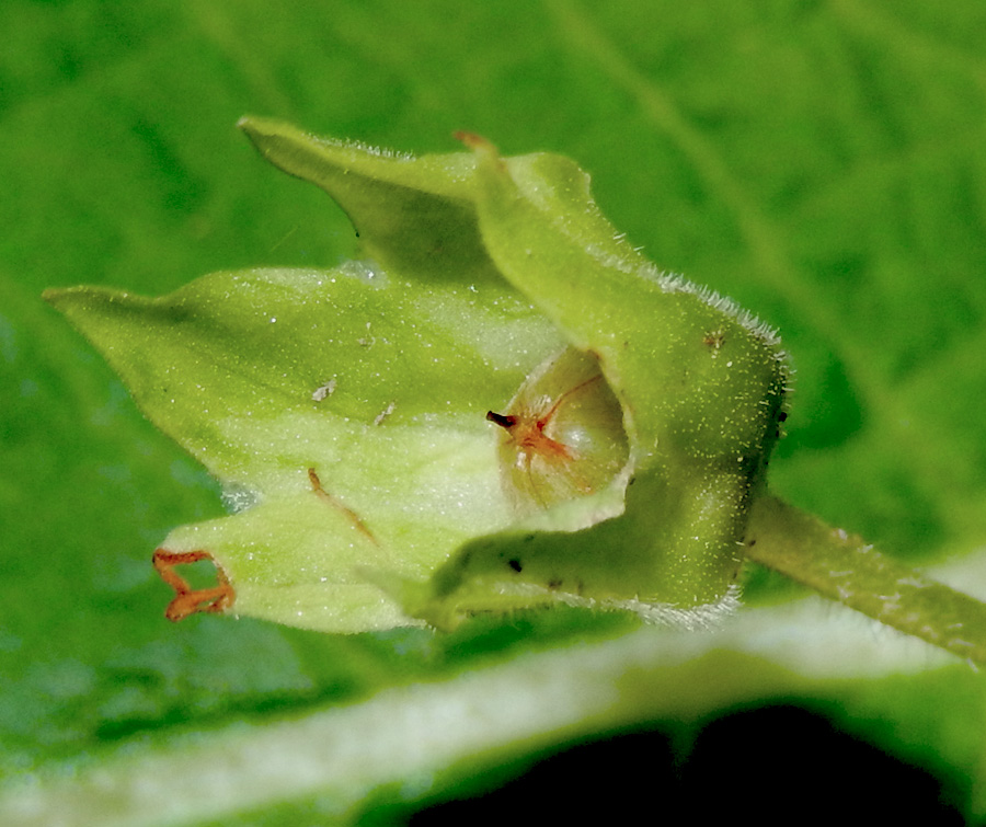 Image of Primula vulgaris specimen.