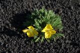 Papaver microcarpum