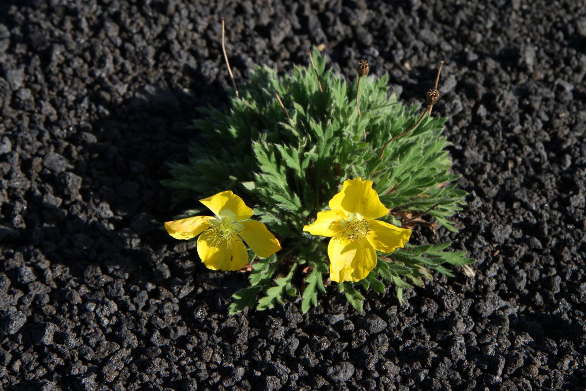 Image of Papaver microcarpum specimen.