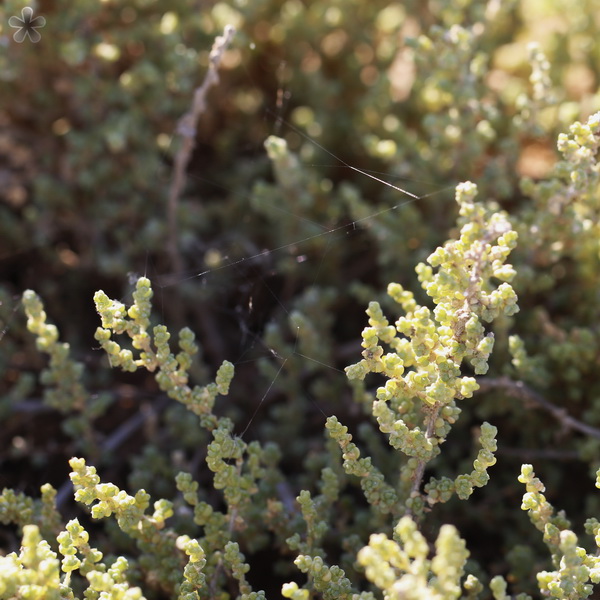 Изображение особи Salsola dendroides.