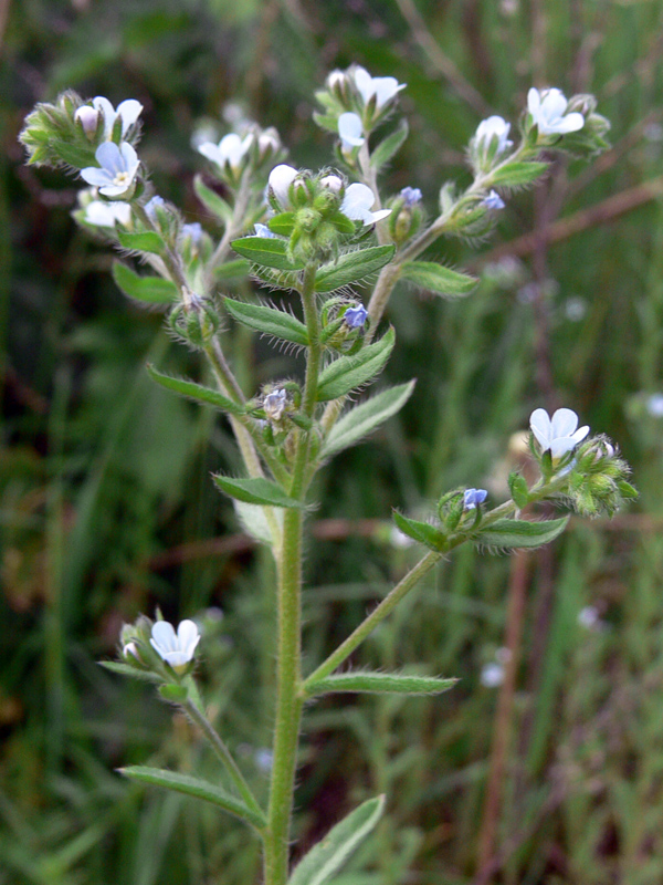 Image of Lappula squarrosa specimen.