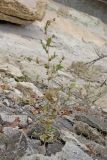 Atriplex rosea