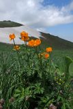 Trollius altaicus