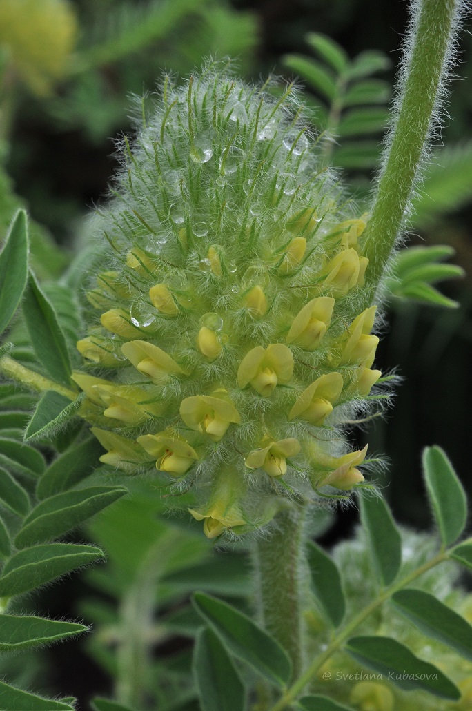 Image of Astragalus alopecurus specimen.