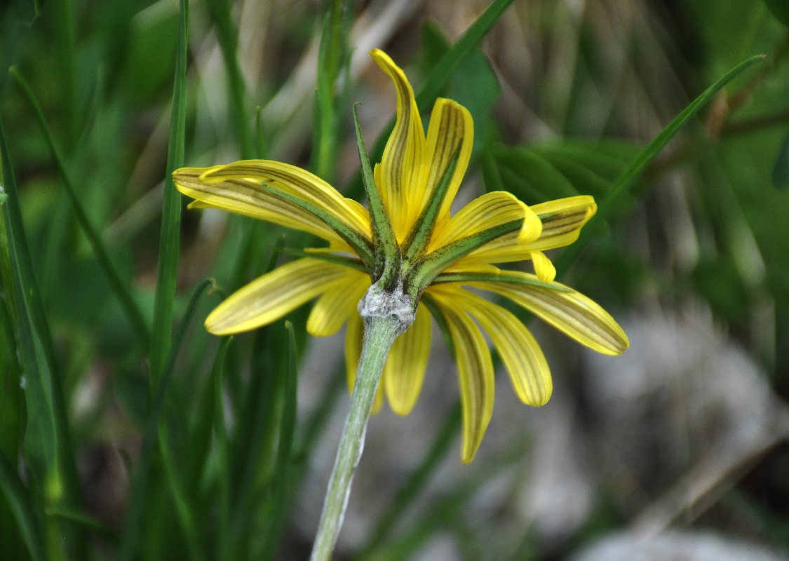 Image of Tragopogon tuberosus specimen.