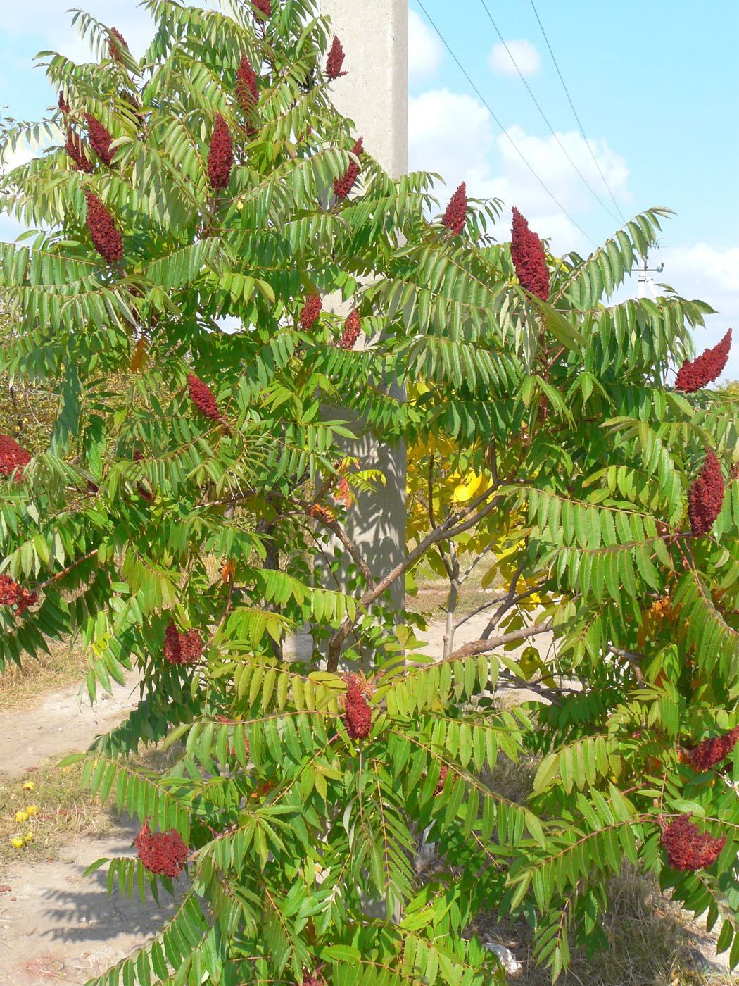 Image of Rhus glabra specimen.