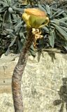 Aeonium arboreum. Верхушка растения. Испания, Андалусия, г. Малага, ботанический сад \"La Concepcion\". Август.