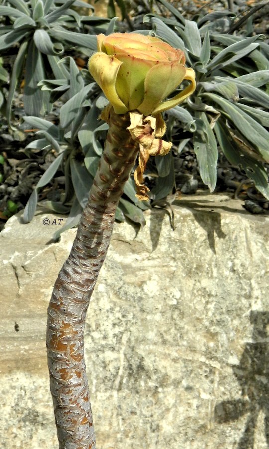 Image of Aeonium arboreum specimen.