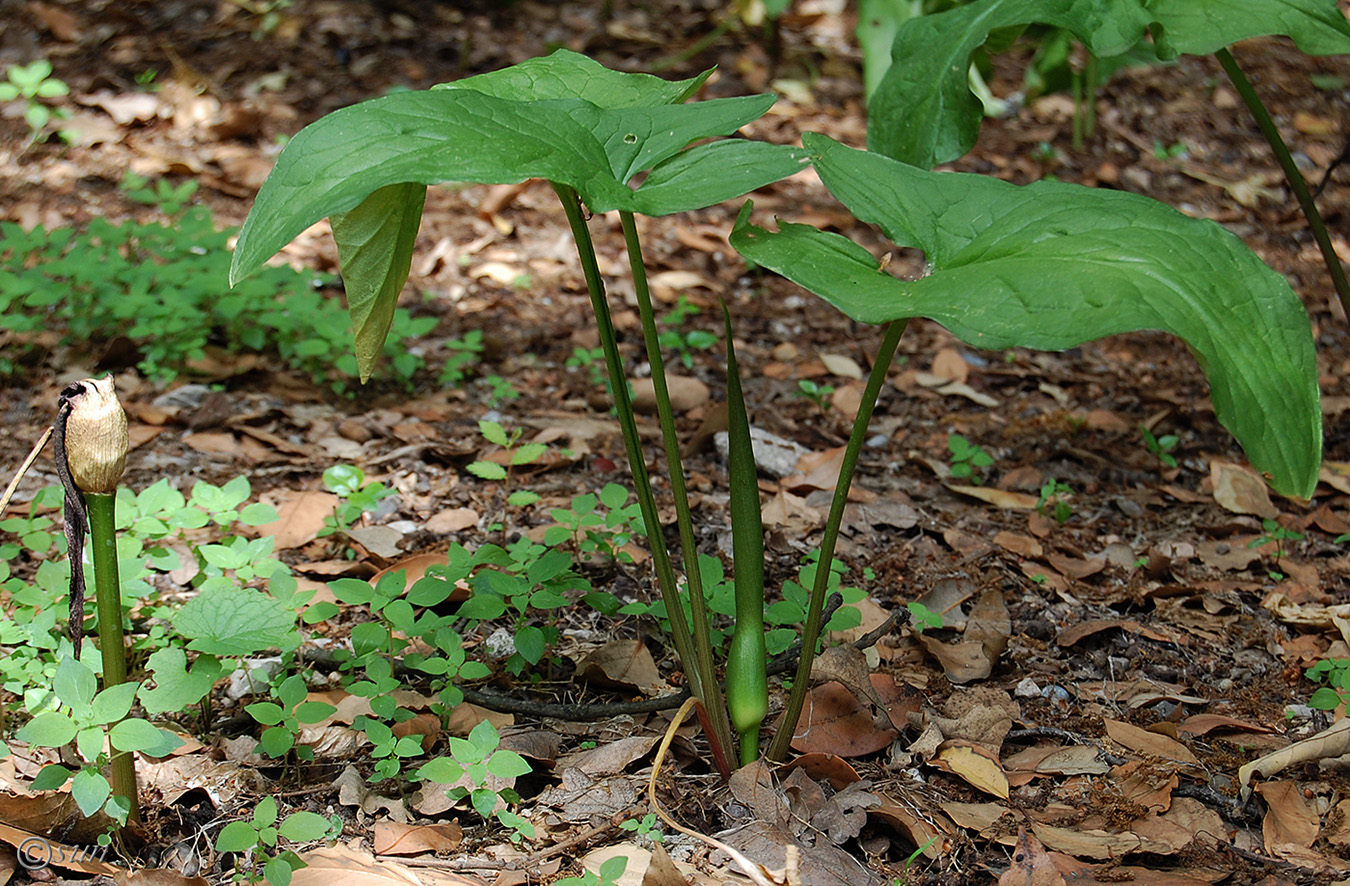 Image of Arum elongatum specimen.