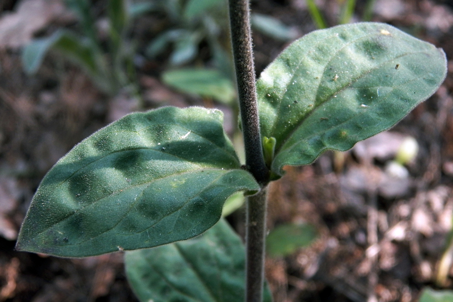 Изображение особи Melandrium latifolium.