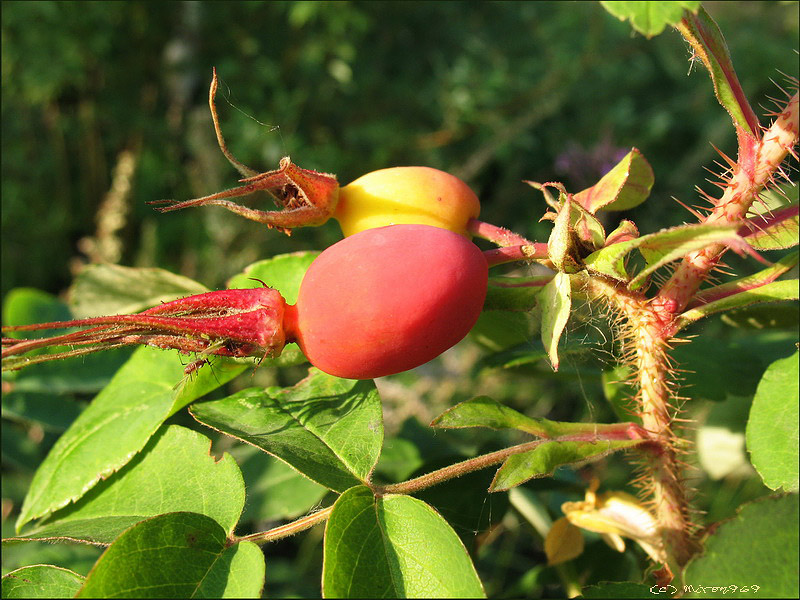 Image of Rosa acicularis specimen.