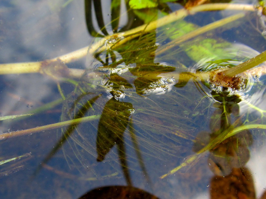 Image of Ranunculus trichophyllus specimen.