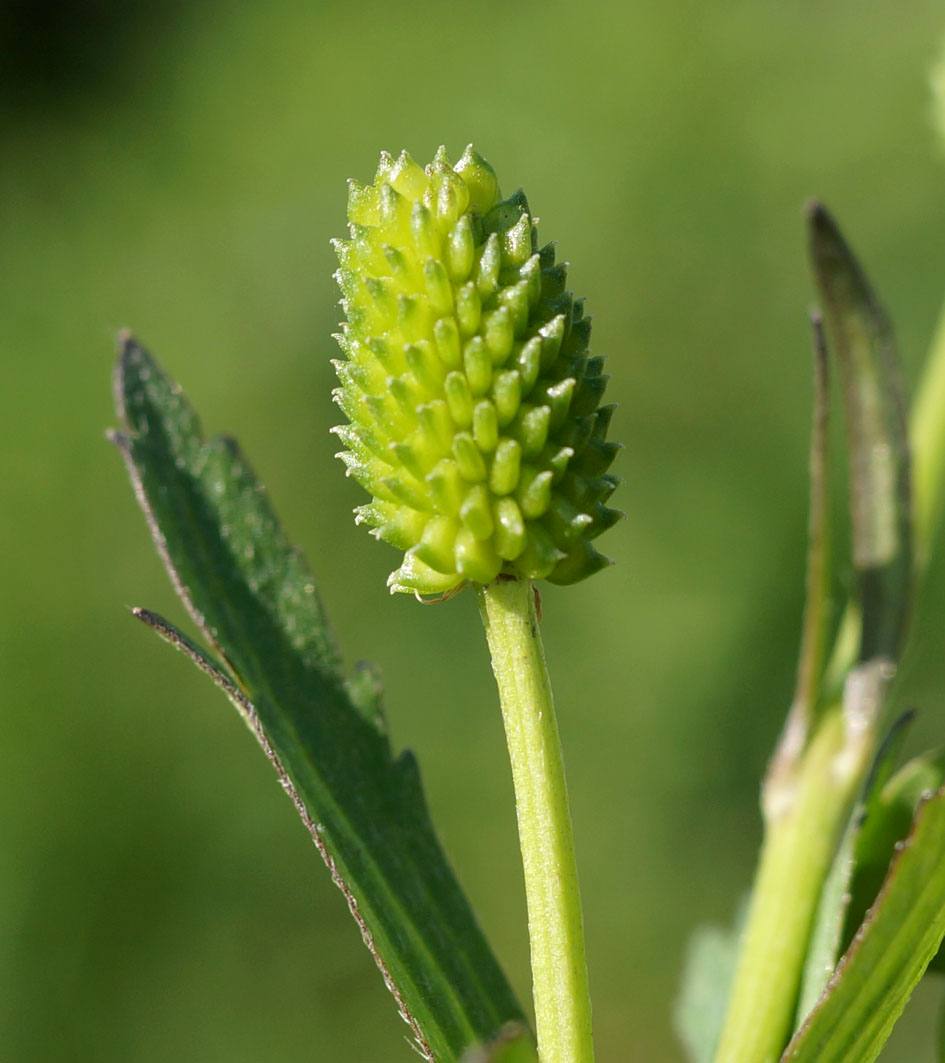 Image of Ranunculus chinensis specimen.