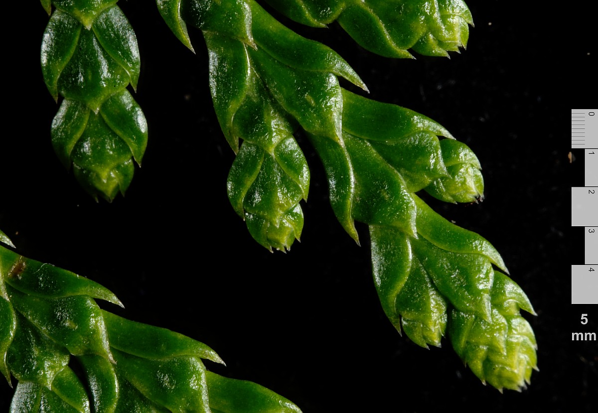 Image of Thuja plicata specimen.