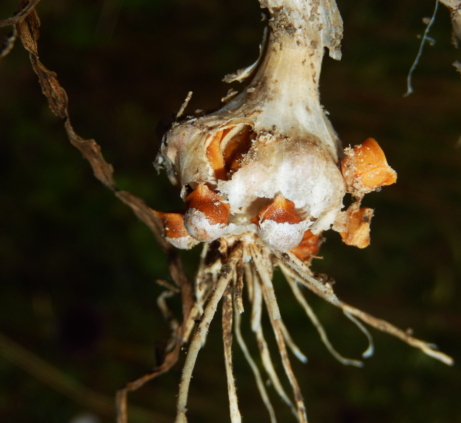 Image of Allium atroviolaceum specimen.