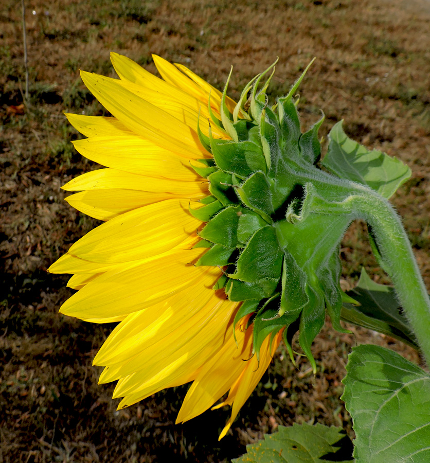 Image of Helianthus annuus specimen.