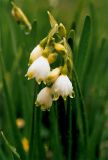 Leucojum aestivum