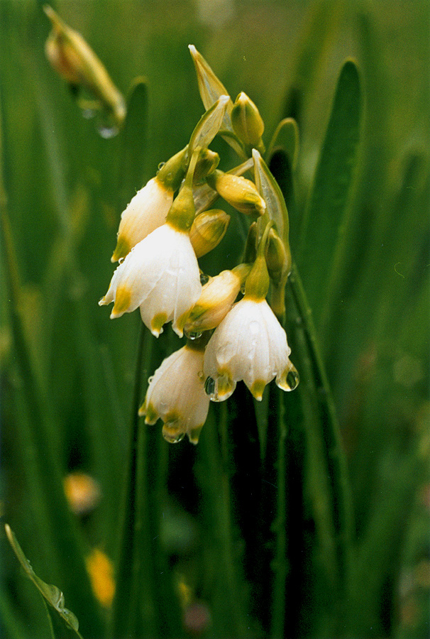 Изображение особи Leucojum aestivum.