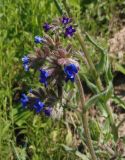Anchusa officinalis