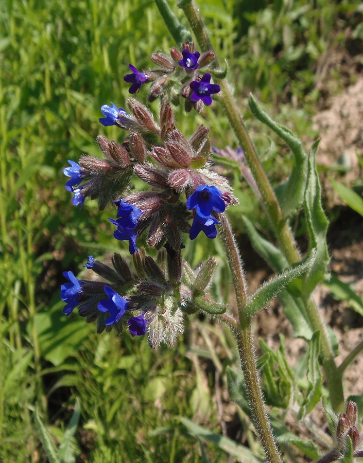 Изображение особи Anchusa officinalis.