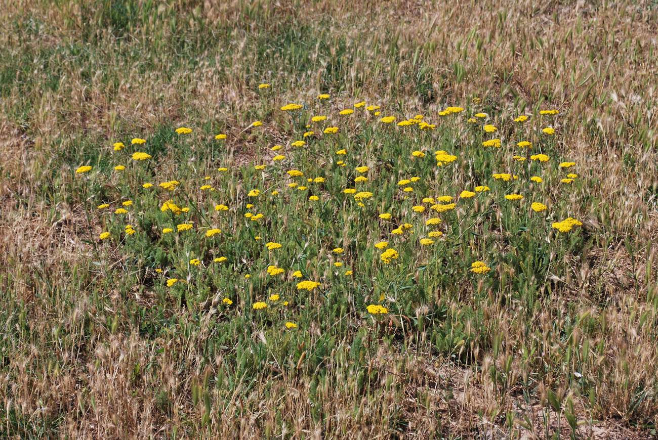 Image of Achillea arabica specimen.