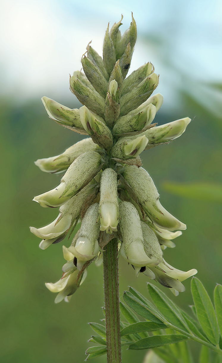Image of Astragalus uliginosus specimen.