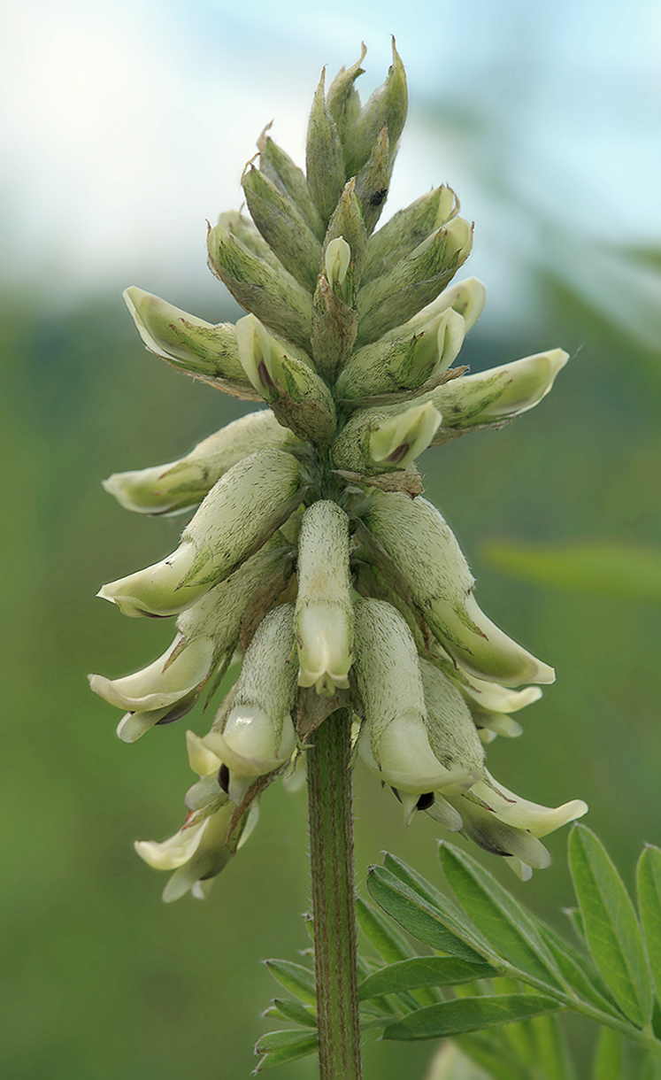 Изображение особи Astragalus uliginosus.