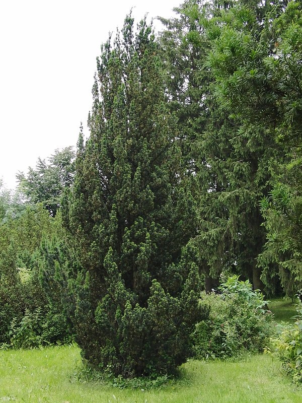 Image of familia Taxaceae specimen.