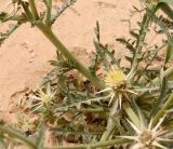 Centaurea calcitrapa
