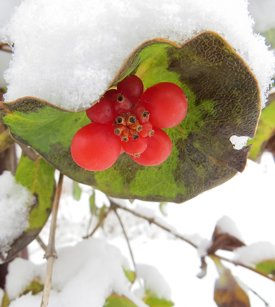 Image of Lonicera dioica specimen.