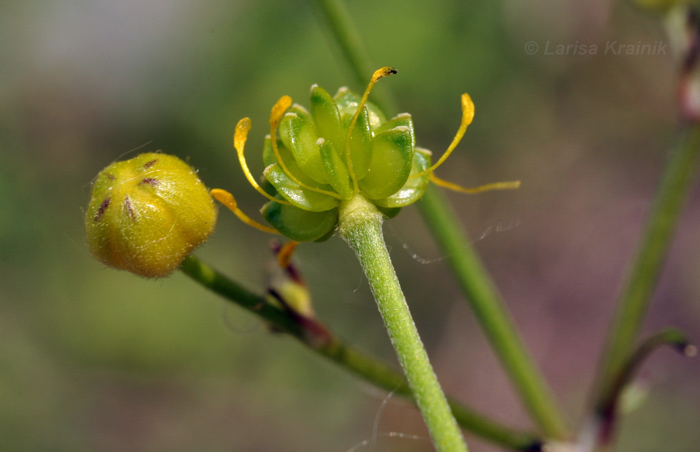 Изображение особи Ranunculus japonicus.