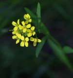 Erysimum cheiranthoides. Соцветие. Пермский край, г. Пермь, Кировский р-н, опушка в разреженном сосновом бору. 11.06.2017.