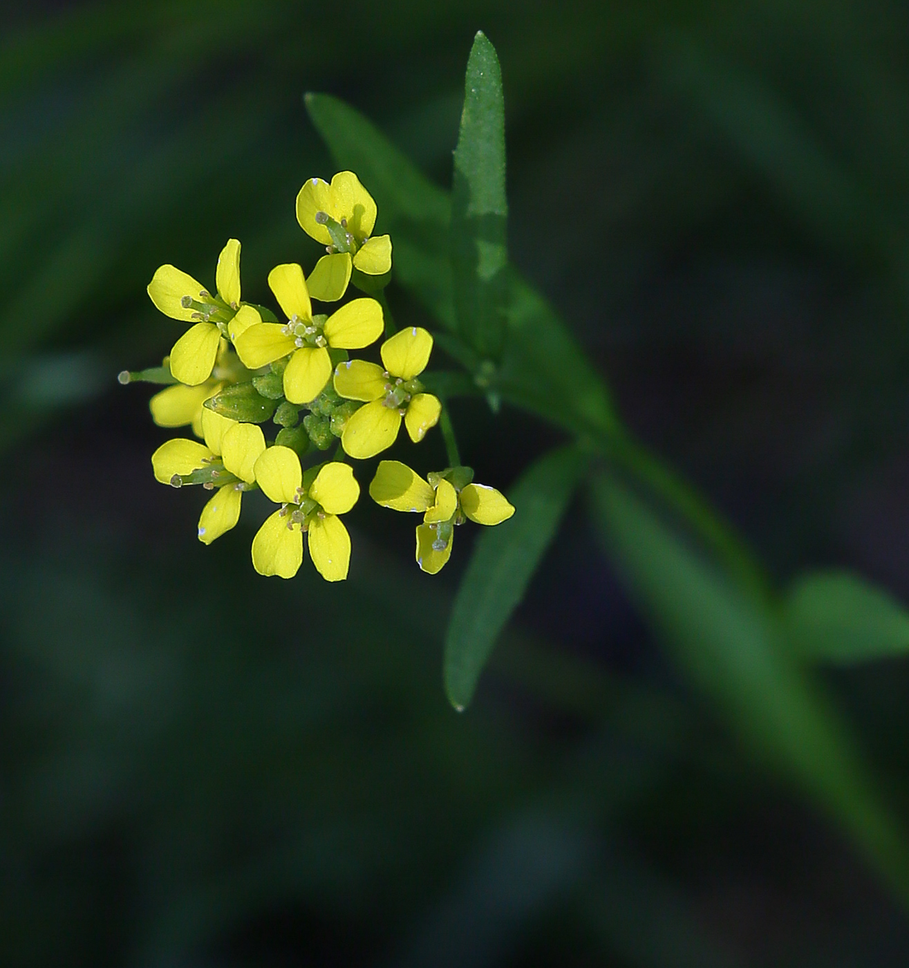 Image of Erysimum cheiranthoides specimen.