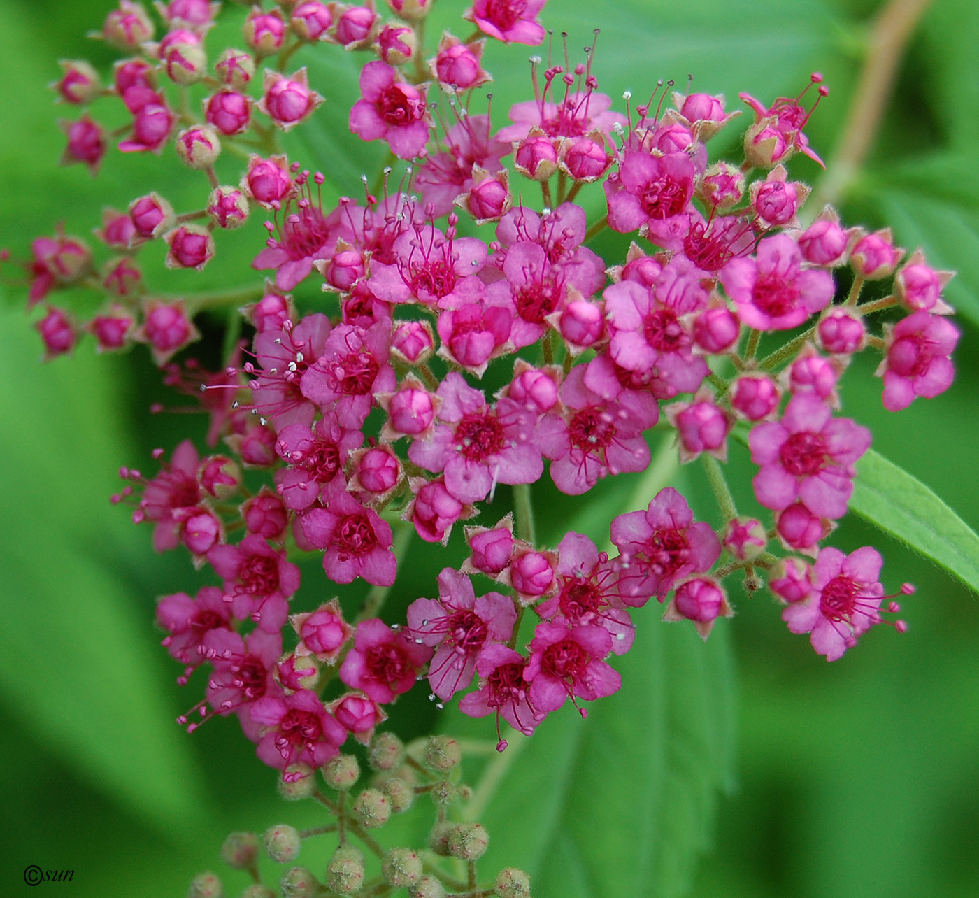 Image of Spiraea japonica specimen.